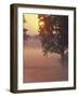 Foggy Sunrise on Horse Farm, Kentucky-Kent Foster-Framed Photographic Print