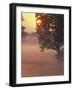 Foggy Sunrise on Horse Farm, Kentucky-Kent Foster-Framed Photographic Print