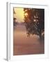 Foggy Sunrise on Horse Farm, Kentucky-Kent Foster-Framed Photographic Print