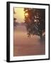 Foggy Sunrise on Horse Farm, Kentucky-Kent Foster-Framed Photographic Print