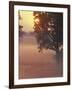 Foggy Sunrise on Horse Farm, Kentucky-Kent Foster-Framed Photographic Print