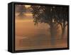 Foggy Sunrise on Horse Farm, Kentucky-Kent Foster-Framed Stretched Canvas