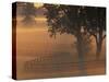 Foggy Sunrise on Horse Farm, Kentucky-Kent Foster-Stretched Canvas