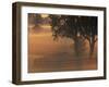 Foggy Sunrise on Horse Farm, Kentucky-Kent Foster-Framed Photographic Print