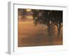 Foggy Sunrise on Horse Farm, Kentucky-Kent Foster-Framed Photographic Print