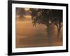 Foggy Sunrise on Horse Farm, Kentucky-Kent Foster-Framed Photographic Print