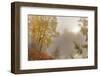 Foggy Sunrise over the Slocan River in Autumn Near Winlaw, British Columbia, Canada-Chuck Haney-Framed Photographic Print