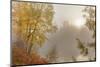 Foggy Sunrise over the Slocan River in Autumn Near Winlaw, British Columbia, Canada-Chuck Haney-Mounted Photographic Print