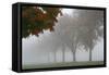 Foggy Trees I-Tammy Putman-Framed Stretched Canvas