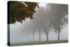 Foggy Trees I-Tammy Putman-Stretched Canvas