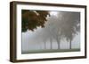 Foggy Trees I-Tammy Putman-Framed Photographic Print