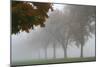 Foggy Trees I-Tammy Putman-Mounted Photographic Print