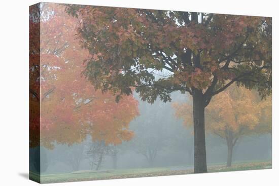 Foggy Trees II-Tammy Putman-Stretched Canvas