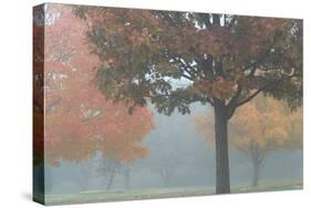 Foggy Trees II-Tammy Putman-Stretched Canvas