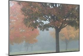 Foggy Trees II-Tammy Putman-Mounted Photographic Print