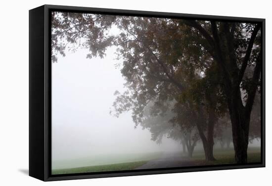 Foggy Trees III-Tammy Putman-Framed Stretched Canvas