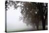 Foggy Trees III-Tammy Putman-Stretched Canvas