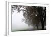 Foggy Trees III-Tammy Putman-Framed Photographic Print