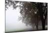 Foggy Trees III-Tammy Putman-Mounted Photographic Print