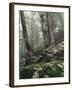 Foggy Trees on a Rock-Markus Lange-Framed Photographic Print