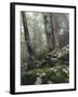 Foggy Trees on a Rock-Markus Lange-Framed Photographic Print