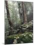 Foggy Trees on a Rock-Markus Lange-Mounted Photographic Print