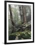 Foggy Trees on a Rock-Markus Lange-Framed Photographic Print