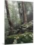 Foggy Trees on a Rock-Markus Lange-Mounted Photographic Print