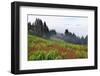 Foggy view of grasses and ferns, Dolason Prairie-Adam Jones-Framed Photographic Print