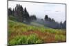 Foggy view of grasses and ferns, Dolason Prairie-Adam Jones-Mounted Photographic Print