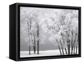 Foggy winter day at Bear Lake-Scott T. Smith-Framed Stretched Canvas