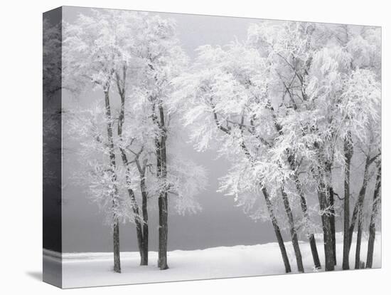 Foggy winter day at Bear Lake-Scott T. Smith-Stretched Canvas