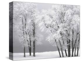 Foggy winter day at Bear Lake-Scott T. Smith-Stretched Canvas