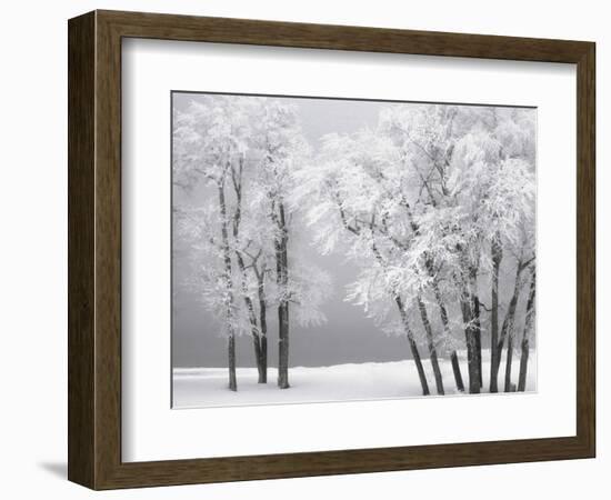 Foggy winter day at Bear Lake-Scott T. Smith-Framed Premium Photographic Print