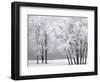 Foggy winter day at Bear Lake-Scott T. Smith-Framed Premium Photographic Print