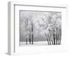 Foggy winter day at Bear Lake-Scott T. Smith-Framed Premium Photographic Print