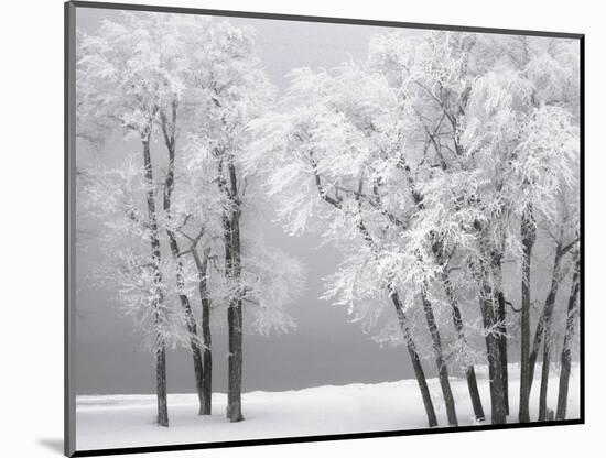 Foggy winter day at Bear Lake-Scott T. Smith-Mounted Photographic Print