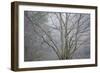 Foggy Winter I-Kathy Mahan-Framed Photographic Print