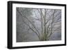 Foggy Winter I-Kathy Mahan-Framed Photographic Print