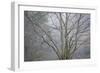Foggy Winter I-Kathy Mahan-Framed Photographic Print