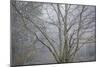 Foggy Winter I-Kathy Mahan-Mounted Photographic Print