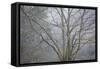 Foggy Winter I-Kathy Mahan-Framed Stretched Canvas