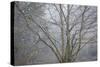 Foggy Winter I-Kathy Mahan-Stretched Canvas