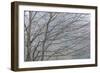 Foggy Winter II-Kathy Mahan-Framed Photographic Print