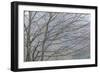 Foggy Winter II-Kathy Mahan-Framed Photographic Print