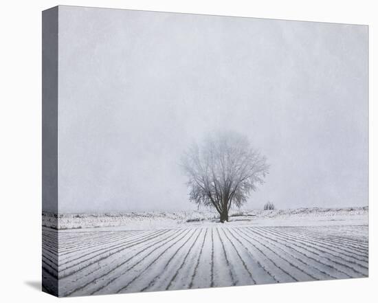 Foggy Winter Morning-Trent Foltz-Stretched Canvas