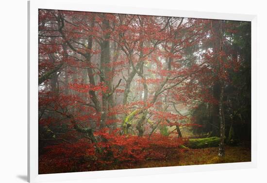 Foggy Woods-Philippe Sainte-Laudy-Framed Photographic Print