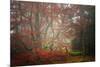 Foggy Woods-Philippe Sainte-Laudy-Mounted Photographic Print