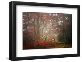 Foggy Woods-Philippe Sainte-Laudy-Framed Photographic Print