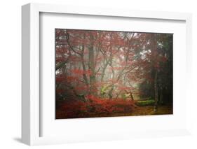 Foggy Woods-Philippe Sainte-Laudy-Framed Photographic Print
